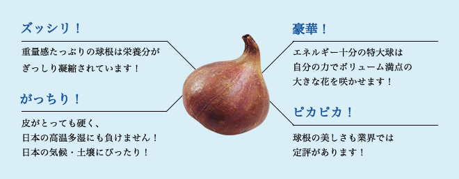 富山育ちのチューリップ 花の大和 球根 宿根草などの総合園芸メーカー