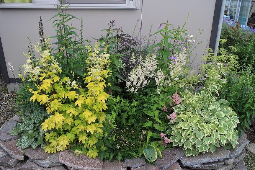 日陰に向く宿根草の花壇