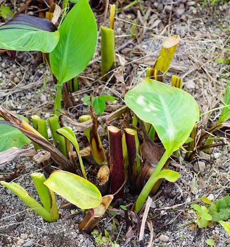 カンナの植え替え