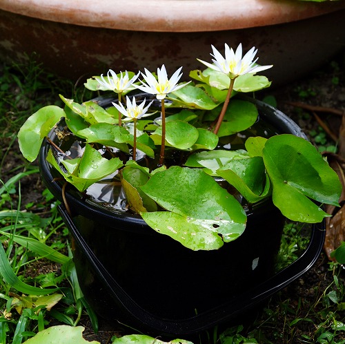 花の大和 スタッフブログ