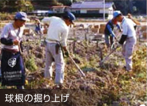 球根の掘り上げ