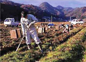 球根の掘り上げ