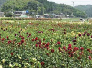 産地風景