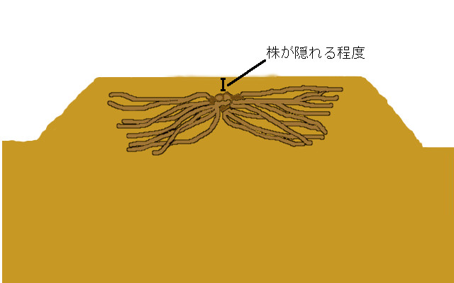 アスパラガス 育て方 栽培方法 花の大和 球根 宿根草などの総合園芸メーカー