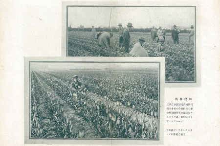 1930年代（昭和初期）奈良県でのチューリップ栽培（上）、オランダでのチューリップ栽培（下）