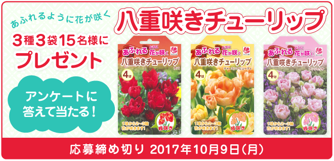 あふれるように花が咲く「八重咲きチューリップ」3種3袋を15名様にプレゼント！