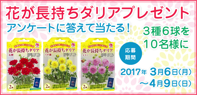 花が長持ちダリア 3種6球を10名様にプレゼント！※終了いたしました