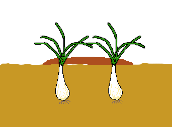 ラッキョウ　植え付け（土寄せ）