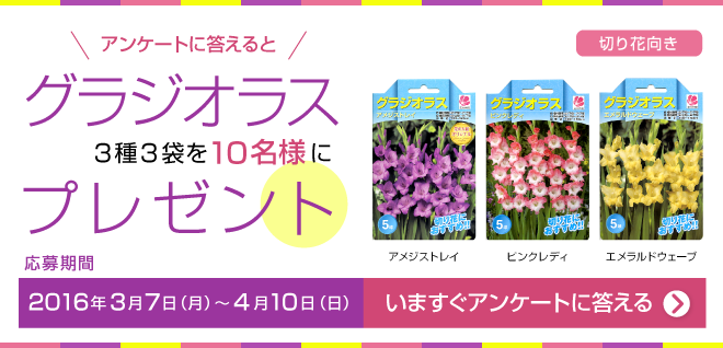 「グラジオラスの球根」3種3袋セットを10名様にプレゼントキャンペーン