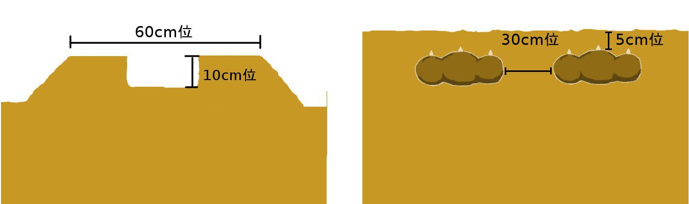 ショウガ しょうが 生姜 育て方 栽培方法 花の大和 球根 宿根草などの総合園芸メーカー