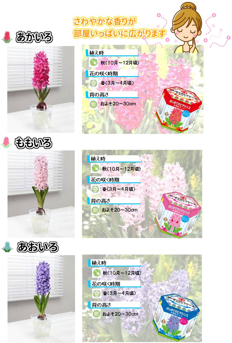 hajimete_Hyacinthus_set_lineup