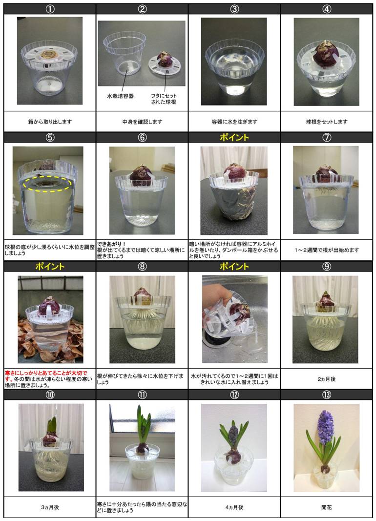 hajimete_Hyacinthus_set_saibaitejun