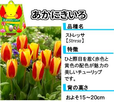 hajimete_tulip_item_redandyellow