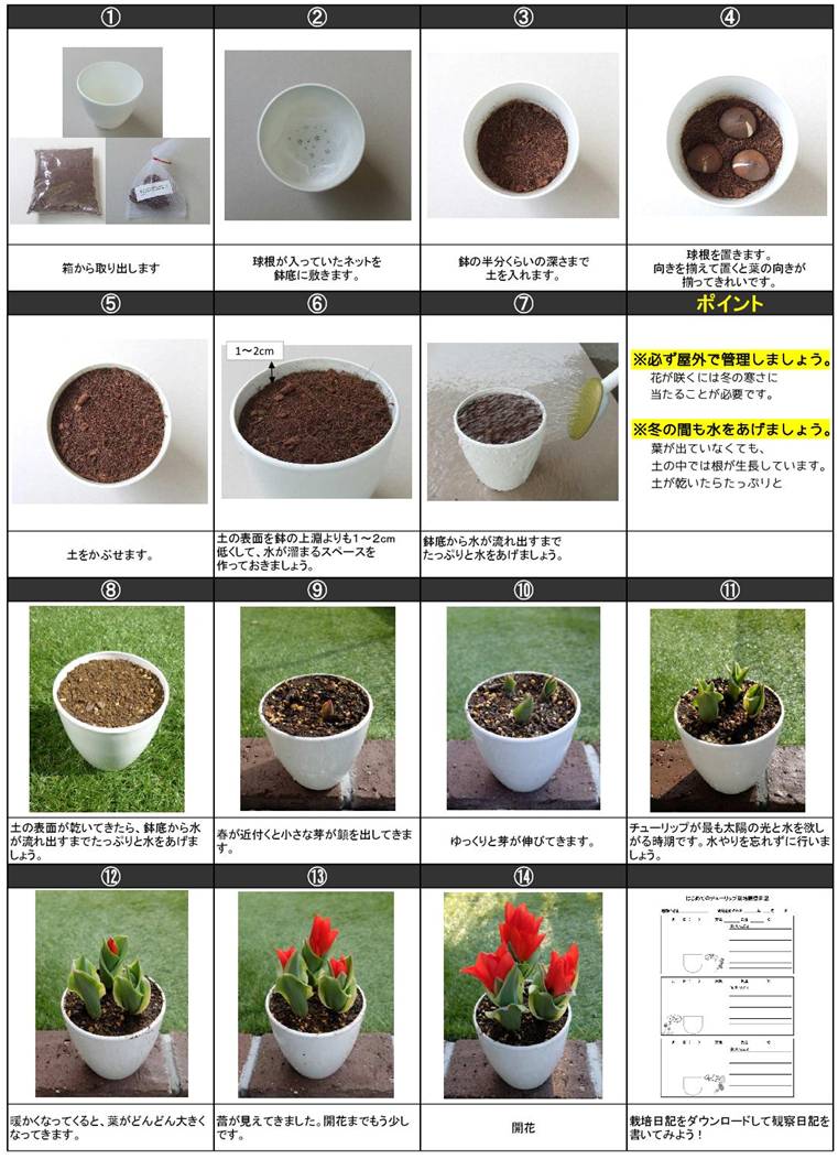 hajimete_tulip_set_saibaitejun