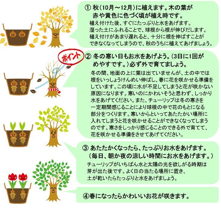 はじめてのチューリップ 花の大和 球根 宿根草などの総合園芸メーカー