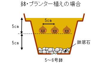 hajimete_tulip_uekata_planter