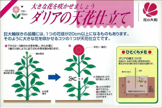 ダリアの育て方 お手入れ 管理方法です 育て方 栽培方法 花の大和 球根 宿根草などの総合園芸メーカー