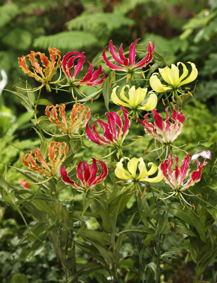 散斑入りグロリオサ グロリオサ 育て方・栽培方法 | 花の大和（球根・宿根草などの総合園芸