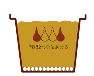 リコリス 育て方 栽培方法 花の大和 球根 宿根草などの総合園芸メーカー