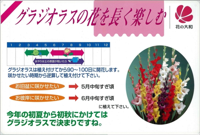 グラジオラス 育て方 栽培方法 花の大和 球根 宿根草などの総合園芸メーカー