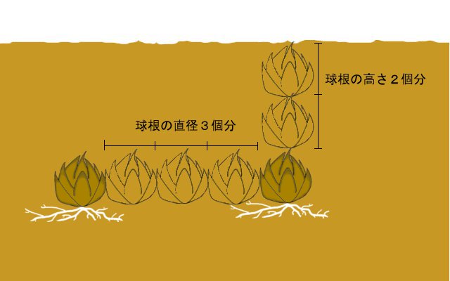 ユリ ゆり 百合 育て方 栽培方法 花の大和 球根 宿根草などの総合園芸メーカー