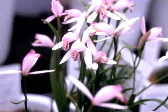 トキ草 育て方・栽培方法 | 花の大和（球根・宿根草などの総合園芸