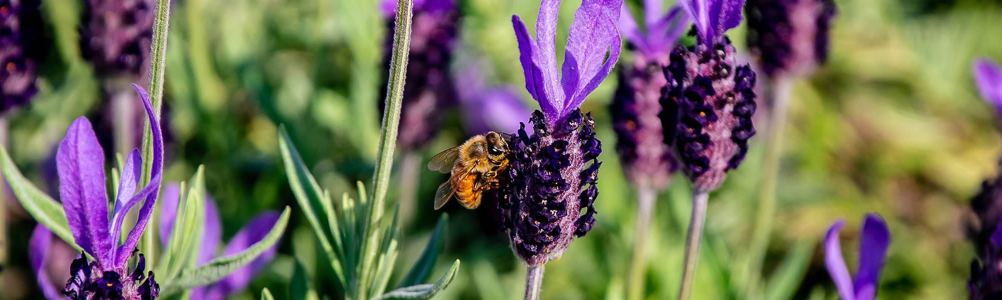 宿根草 多年草 冷蔵 アイス 球根【フルチリア・メレアグレス】3