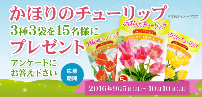 「かほりのチューリップ」3種3袋セットを15名様にプレゼント！※終了いたしました